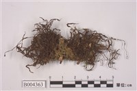 藏品(綠透塔葉蘚)的圖片